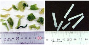 乾燥レタス（左）とビニルひも（右）　※プレスリリースより
